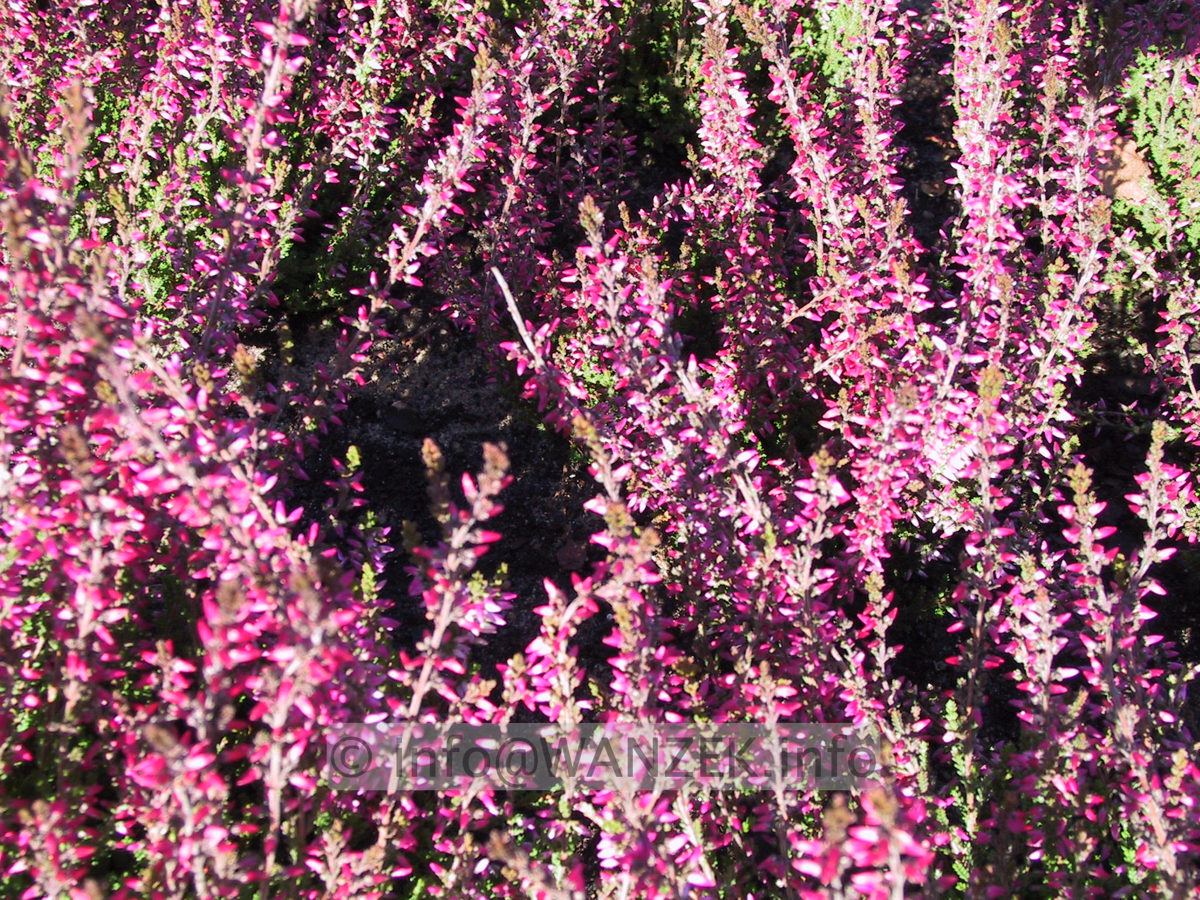 Calluna vulgaris Amethyst 01.JPG